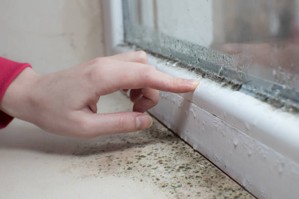 Mold Documentation for Insurance Claims